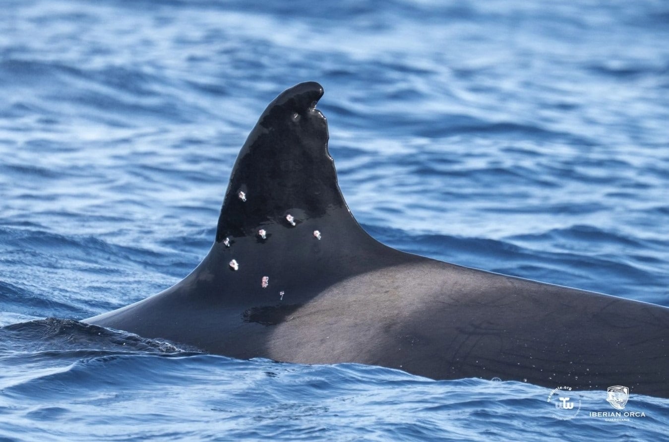 La orca Toñi, el ejemplar más longevo de la población del Estrecho de Gibraltar, presenta posibles marcas de perdigones en su aleta dorsal. (WeWhale e Iberian Orca Guardians)