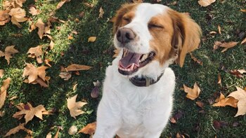 La razón por la que