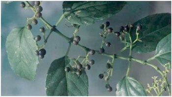 (Comisión Nacional para el Desarrollo