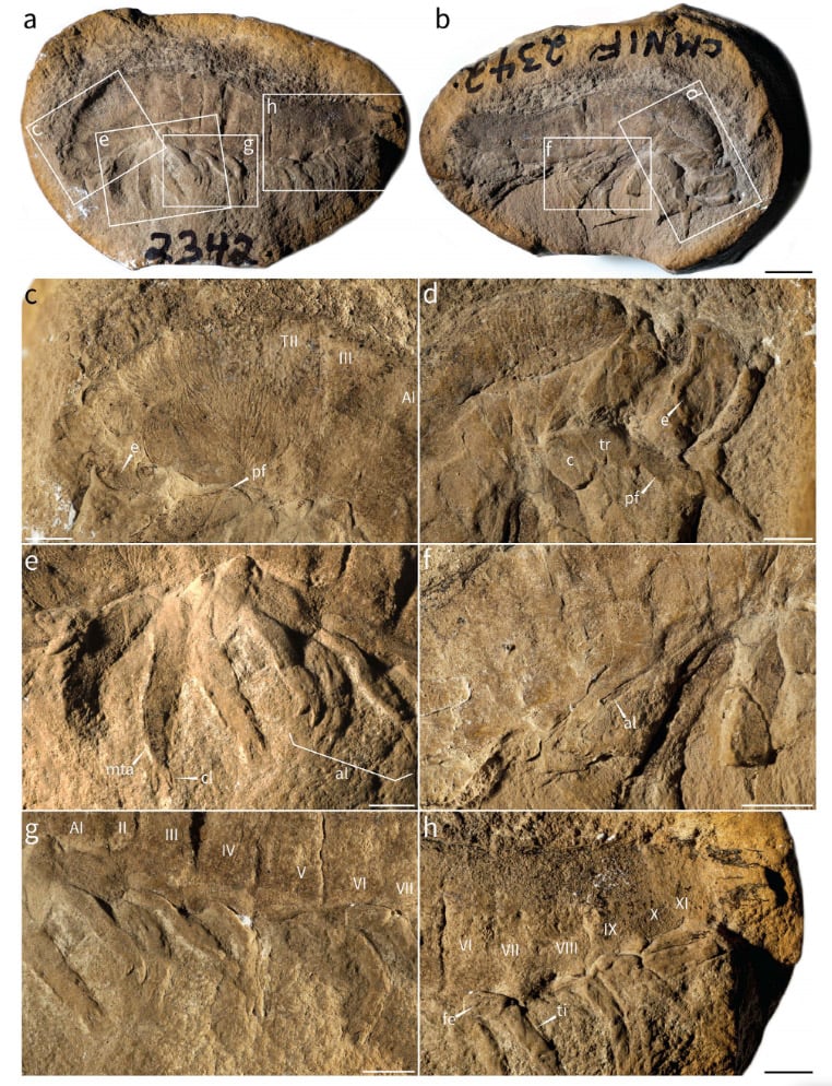 El ejemplar permaneció décadas en el Museo de Historia Natural de San Diego hasta que una nueva revisión descartó que fuera un crustáceo juvenil