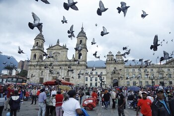 El Idpyba adelanta las investigaciones para establecer si la muerte de las palomas obedeció a intoxicación, enfermedad, condiciones ambientales o intervención humana - crédito Colprensa