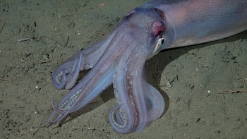 Un calamar no identificado fue registrado en el fondo marino del cañón submarino de Mar del Plata (ROV SuBastian / Schmidt Ocean Institute)