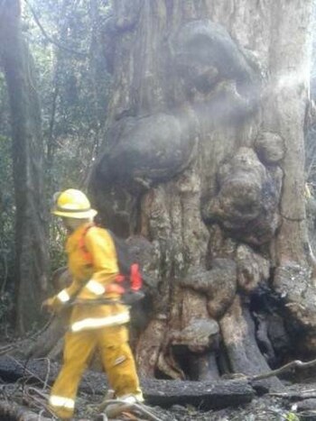 La Grapia se quemó en