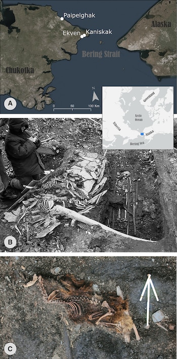 Tres paneles con un mapa satelital del estrecho de Bering, una excavación arqueológica en blanco y negro y un esqueleto canino con pelaje