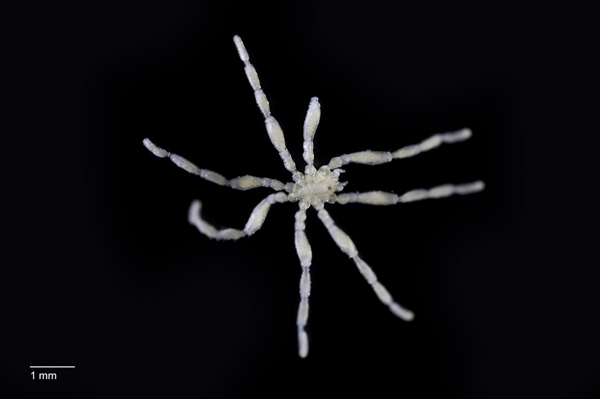 La especie Tanystylum kiixin debe su nombre a un poblado indígena y acumula pequeños organismos sobre su cuerpo