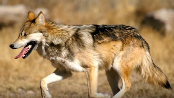 La Secretaría de Medio Ambiente