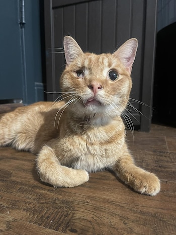 Su pata delantera derecha tuvo