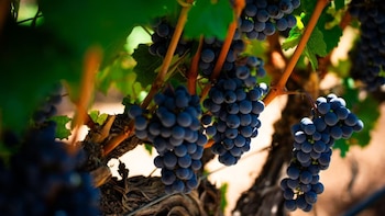 Vendimia 2026: oportunidades de financiamiento