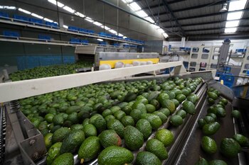 PERIBÁN, MICHOACÁN, 21OCTUBRE2021.- Al terminar el tercer trimestre del año la producción de aguacate en Michoacán mantiene un repunte cercano al 3 por ciento con respecto al 2020, pese a las problemáticas de clima y sanciones presentadas durante el mes de septiembre. De acuerdo con los datos oficiales del Servicio de Información Agroalimentaria y Pesquera, hasta el mes de septiembre la entidad acumula un millón 369 mil 155 toneladas del llamado oro verde, un 2.8 más que el millón 331 mil 810 toneladas que se reportaron a estas mismas alturas hace un año. Con estas cifras Michoacán se perfila nuevamente, como sucede año con año, a romper su récord histórico, y en donde el gran motor es la conexión que se tiene con el mercado de Estados Unidos, a donde se llega a exportar el 85 por ciento de la producción. Los altos precios que alcanza el aguacate en el extranjero se ha vuelto el ‘oro verde’ en una de los sectores del campo más rentables, lo que condiciona también que año con año los productos busquen “ganarle” hectáreas al bosque con tal de aumentar sus cultivos, especialmente en las demarcaciones certificadas. Actualmente son 44 municipios que cuentan con el aval del Departamento de Agricultura de Estados Unidos (USDA) para la exportación de aguacate.
FOTO: JUAN JOSÉ ESTRADA SERAFÍN/CUARTOSCURO.COM