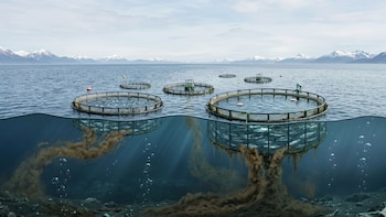 Ilustración de un fiordo noruego con jaulas de acuicultura. Peces en las jaulas; residuos marrones, verdes y grises fluyen al fondo, con burbujas y manchas oscuras