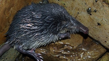 El desmán ibérico, una especie única en el mundo al borde de la extinción: podría desaparecer en España dentro de 20 o 30 años