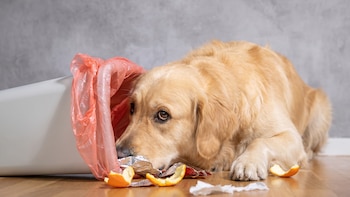 Vómitos, diarrea y pancreatitis: la advertencia veterinaria sobre perros que comen restos de la basura