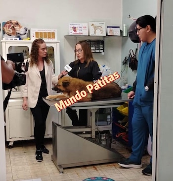 Lobito es atendido en un