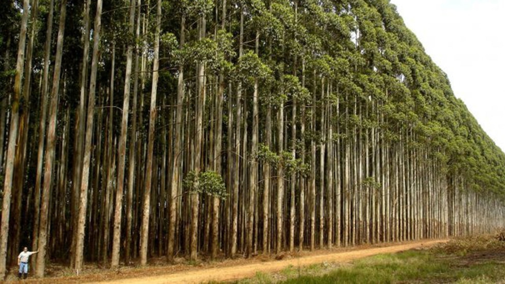 La UE retrasa la ley de deforestación por un año tras presión de países productores