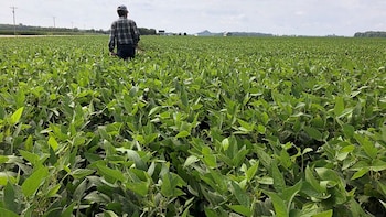 Soja: claves para achicar la brecha de rendimiento y producir más en el mismo lote