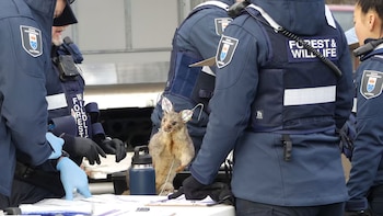 Un anticuario fue multado por almacenar más de 700 animales congelados y disecados