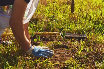 En el Día del Árbol