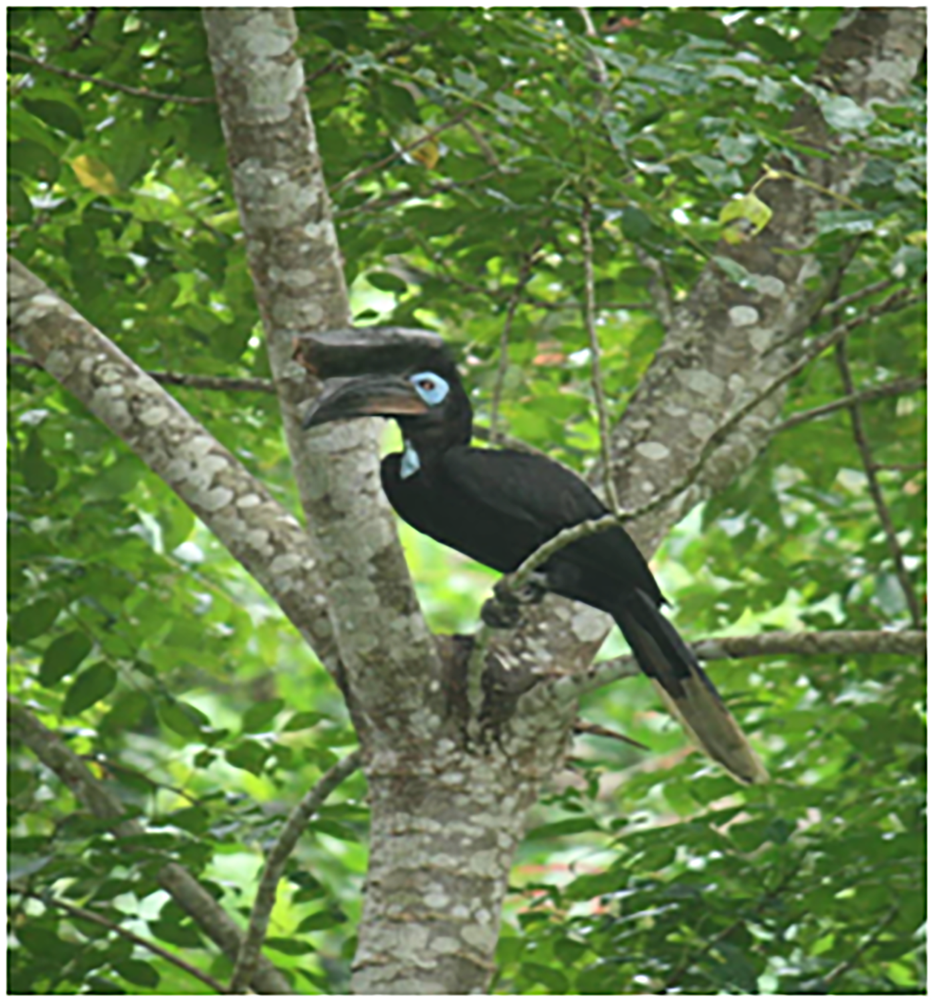 La expansión de los cultivos de palma aceitera y la tala de madera provocaron la pérdida del 96% de la cobertura forestal de Nigeria (Nigeria Park Service)