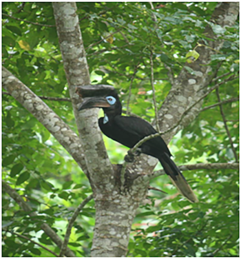 Un ave negra con pico grande, un casco prominente y piel azul rodeando el ojo posa sobre la rama de un árbol