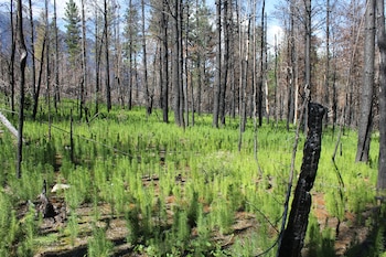 La invasión incipiente postfuego en