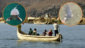 Pez de presunto origen africano