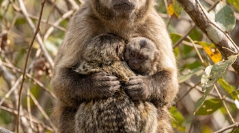 Un mono de pelaje beige abraza a un mono bebé de pelaje oscuro. Se observan ramas y hojas de árboles borrosas.
