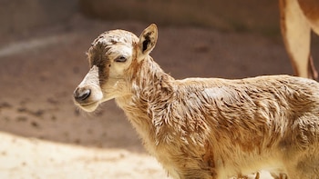 Nace una cría de blesbok en Bioparc Valencia. (BIOPARC Valencia)