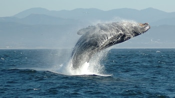 El avistamiento de ballenas jorobadas da inicio a su temporada en Buenaventura
