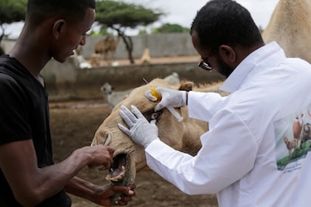 leche de camello somalia