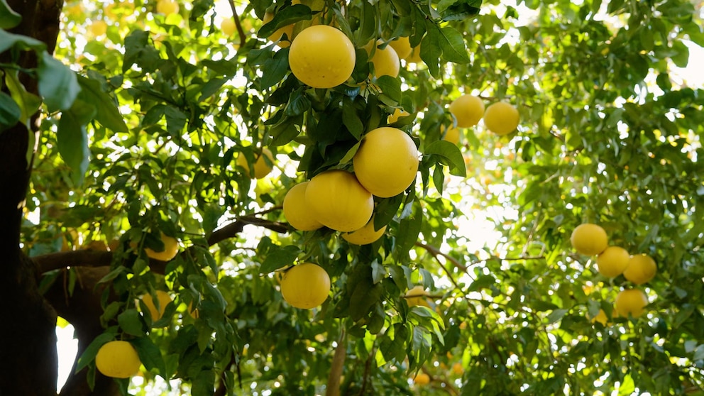 Los secretos para hacer florecer tu limonero: lo que recomiendan los expertos en casa