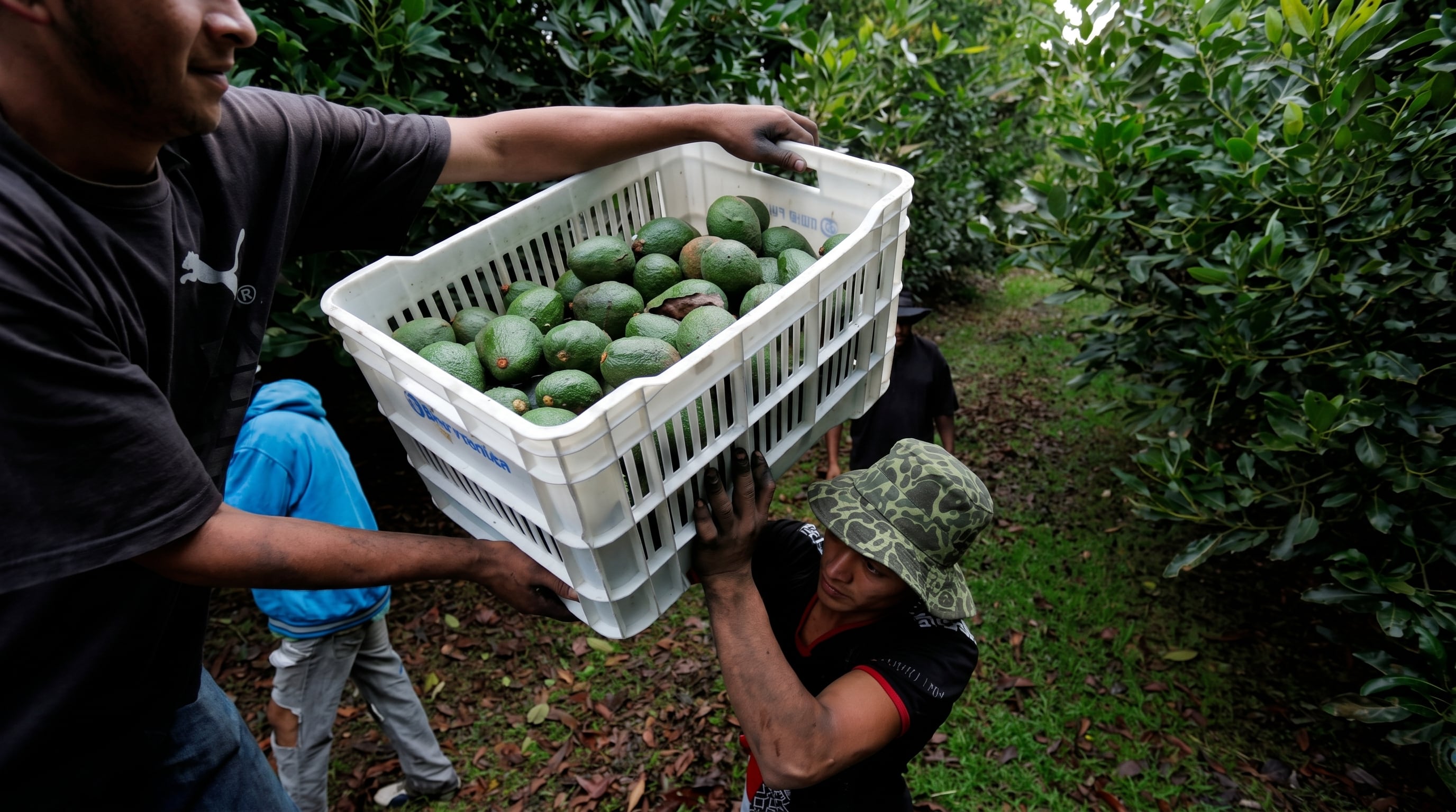 Productores de aguacate exigen al gobierno mexicano garantizar seguridad en Michoacán para salvar a la industria