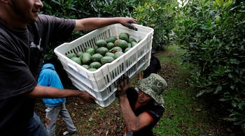 Aguacateros exigen seguridad para reactivar exportaciones a Estados Unidos. REUTERS/Alan Ortega