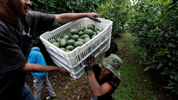 Productores de aguacate exigen al gobierno mexicano garantizar seguridad en Michoacán para salvar a la industria