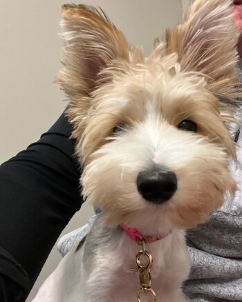 La cachorra se ha portado