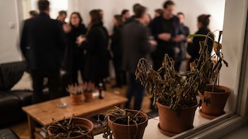 Por qué, según el feng shui, se marchitan las plantas del hogar y qué hacer para evitarlo