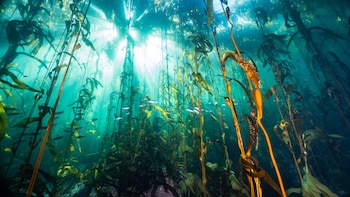 Las macroalgas forman bosques marinos