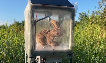 Cada conejo robot tiene un