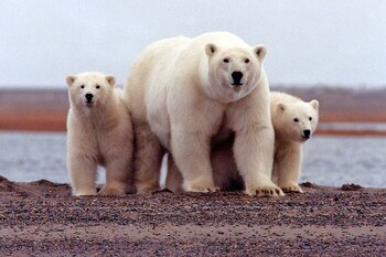 La prolongada oscuridad ártica afecta la salud mental. Pero compensa con las vistas increíbles de la naturaleza en el Ártico/
REUTERS/Susanne Miller/USFWS