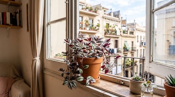 Una maceta de barro con una planta de hojas moradas y verdes permanece sobre el alféizar de madera de una ventana abierta.