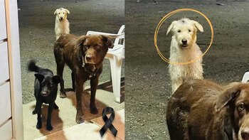 Aunque asustada y con múltiples