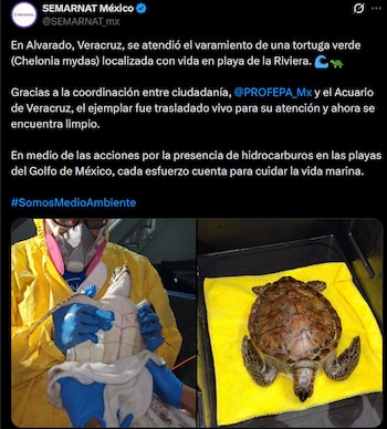 La SEMARNAT informó sobre la coordinación de autoridades y sociedad civil para atender el varamiento de la tortuga verde y reforzar las acciones de protección de la vida marina en el Golfo de México.