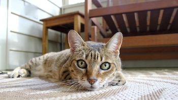 Estos son los mejores productos para limpiar tu casa si tienes gatos o perros: “La lejía y el amoníaco no son lo ideal”