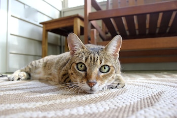 Primer plano de un gato atigrado de pelaje marrón y beige, con ojos verdes, acostado sobre una alfombra de rayas claras en un interior