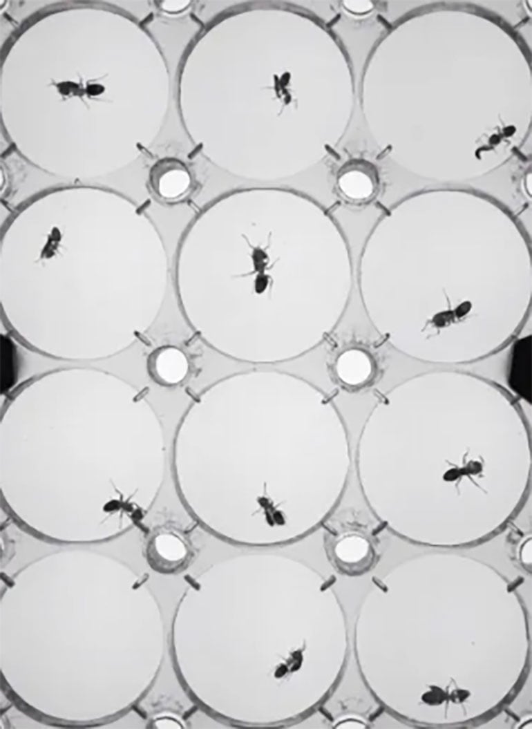 Los estudios sobre Sceptobius lativentris publicados en Current Biology y Cell analizaron cómo esta simbiosis obligada define su supervivencia (Joe Parker)