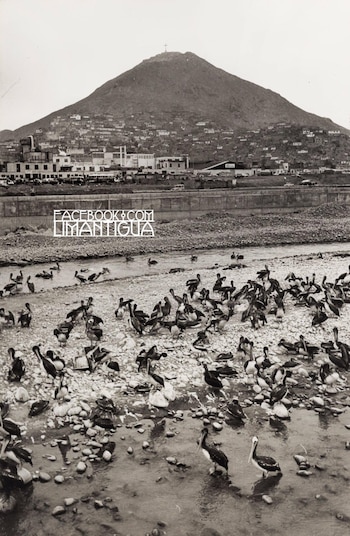 Pelicanos em Lima nos anos 70