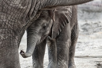 El hábitat de los elefantes