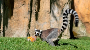 Helados y lluvia artificial para combatir el calor: así protege BIOPARC Valencia a sus animales ante la alerta roja por altas temperaturas