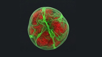 Un estudio expone que células