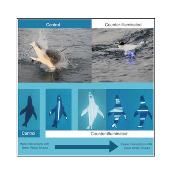 Tablas de surf anti tiburones.