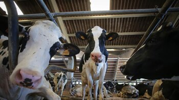 El acuerdo con Mercosur no